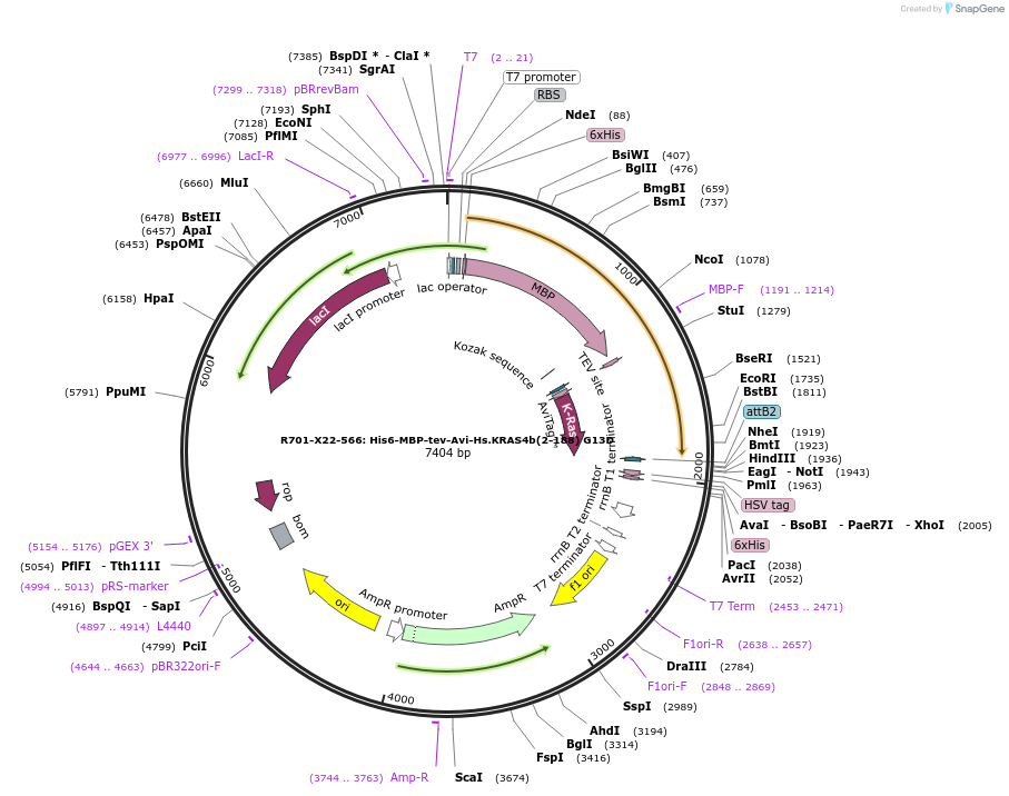 159571-plasmid-map-sequence-id-313312