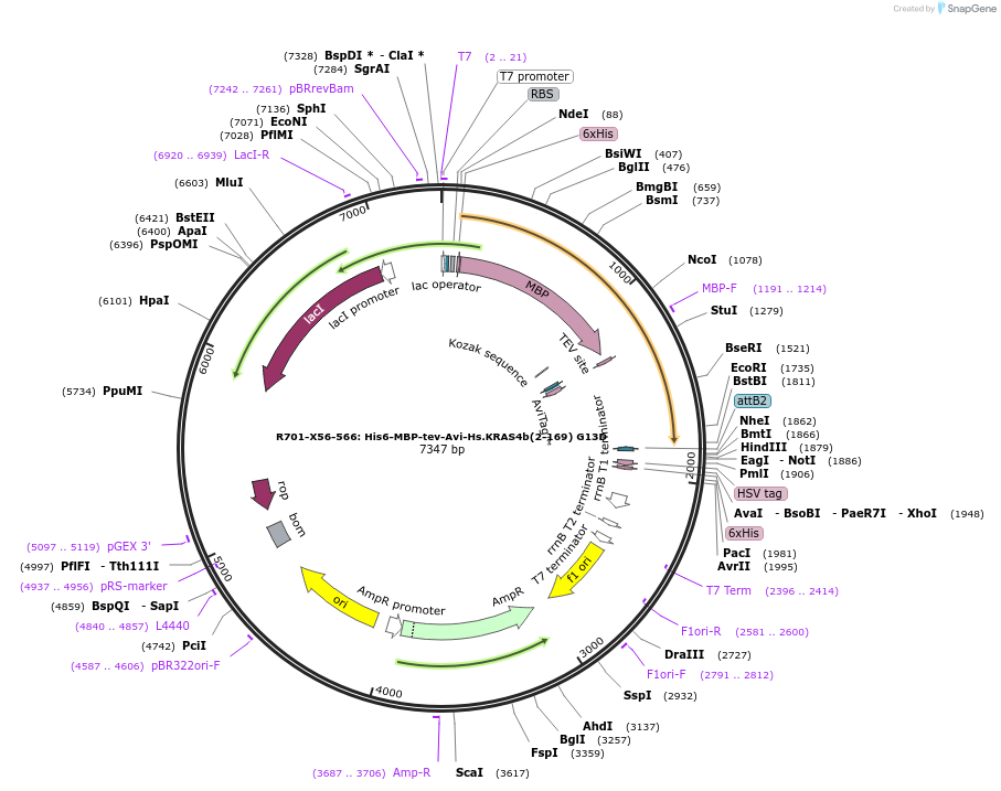 159564-plasmid-map-sequence-id-313313
