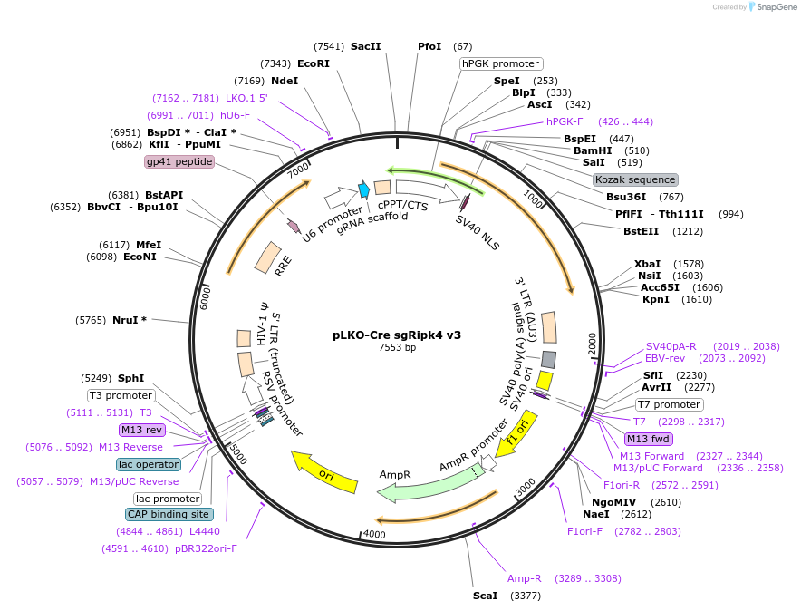 158035-plasmid-map-sequence-id-313413
