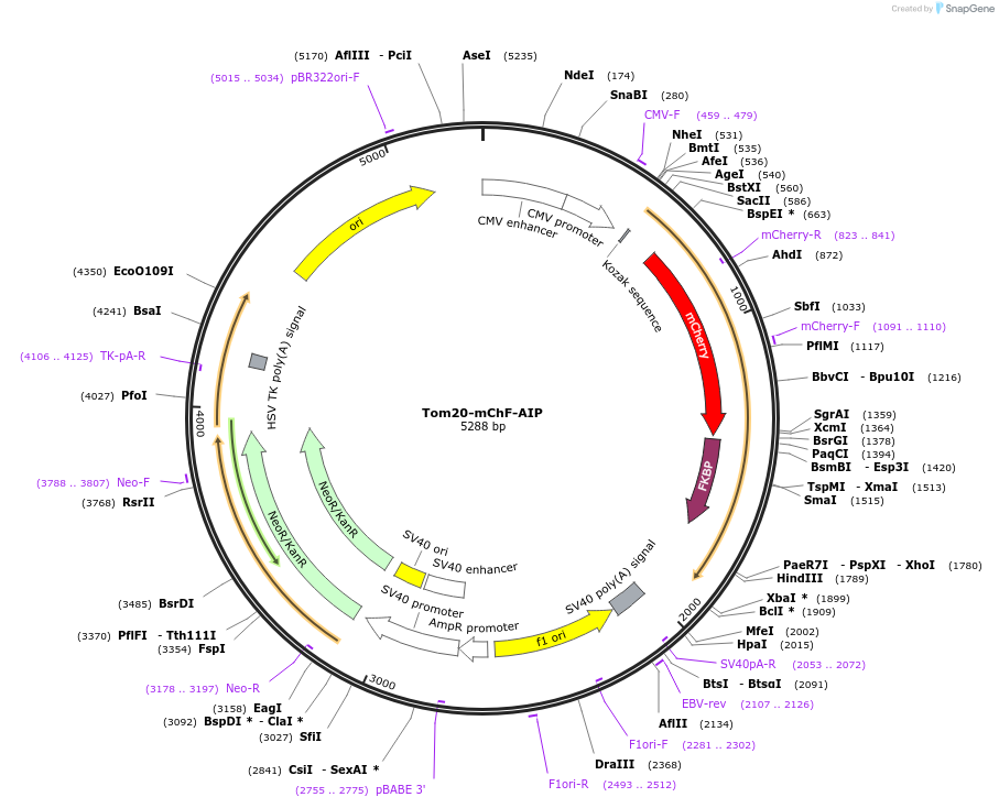 61512-plasmid-map-sequence-id-313422