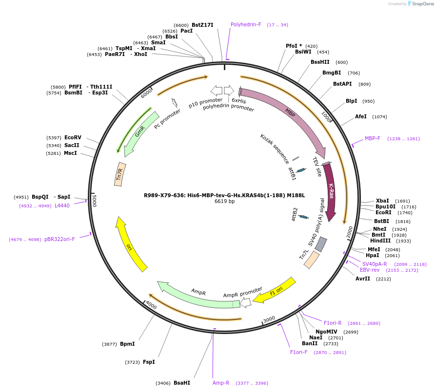 159692-plasmid-map-sequence-id-313424