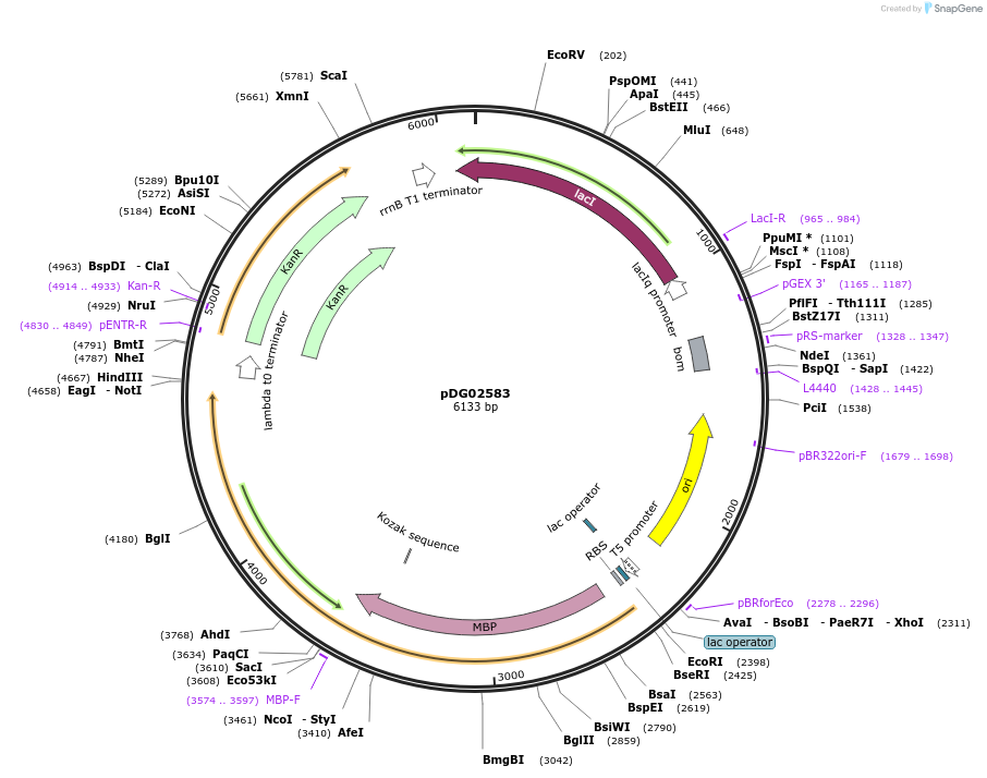 104129-plasmid-map-sequence-id-313426