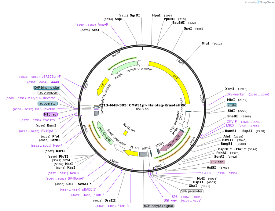 159684-plasmid-map-sequence-id-313427
