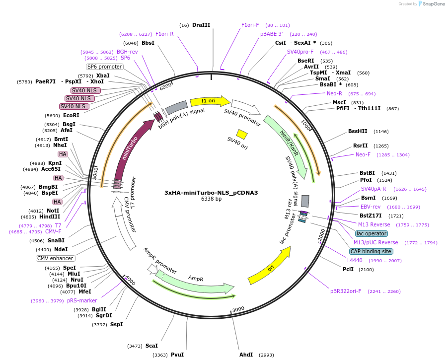 107172-plasmid-map-sequence-id-313434