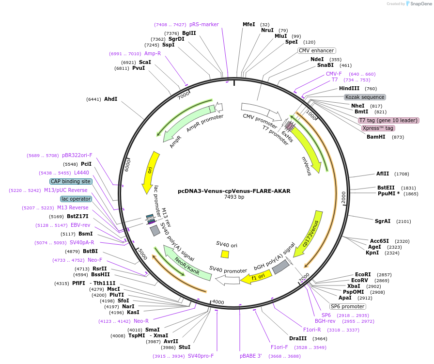123329-plasmid-map-sequence-id-313436