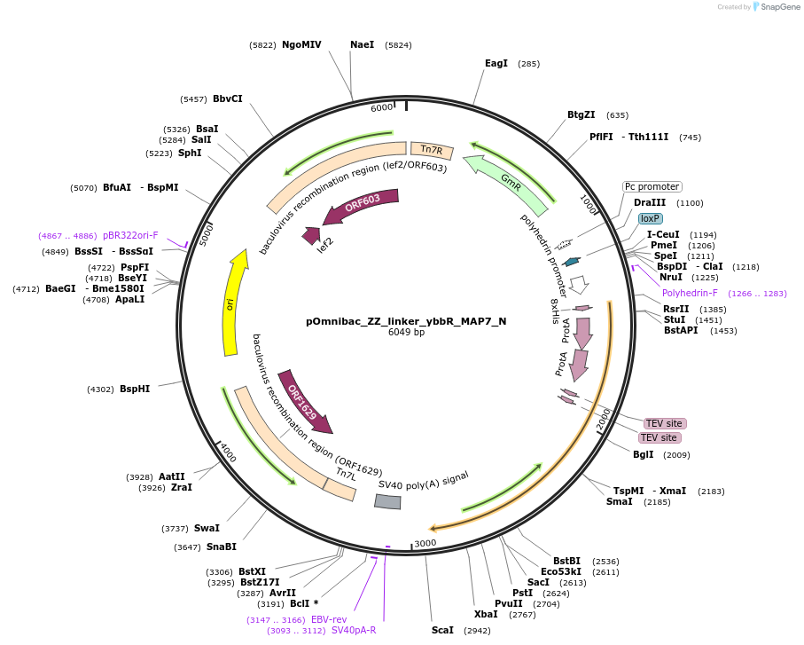 159728-plasmid-map-sequence-id-313443