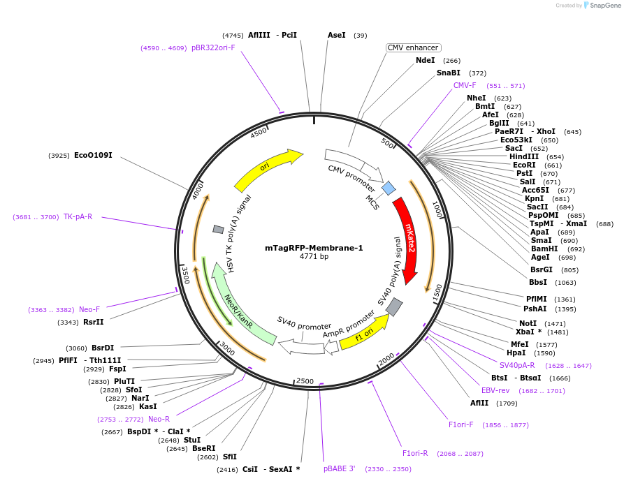 57992-plasmid-map-sequence-id-313444