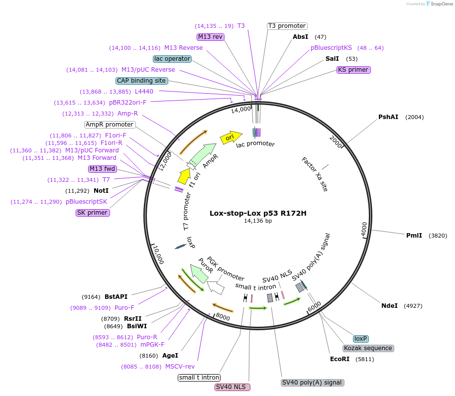 14854-plasmid-map-sequence-id-313472