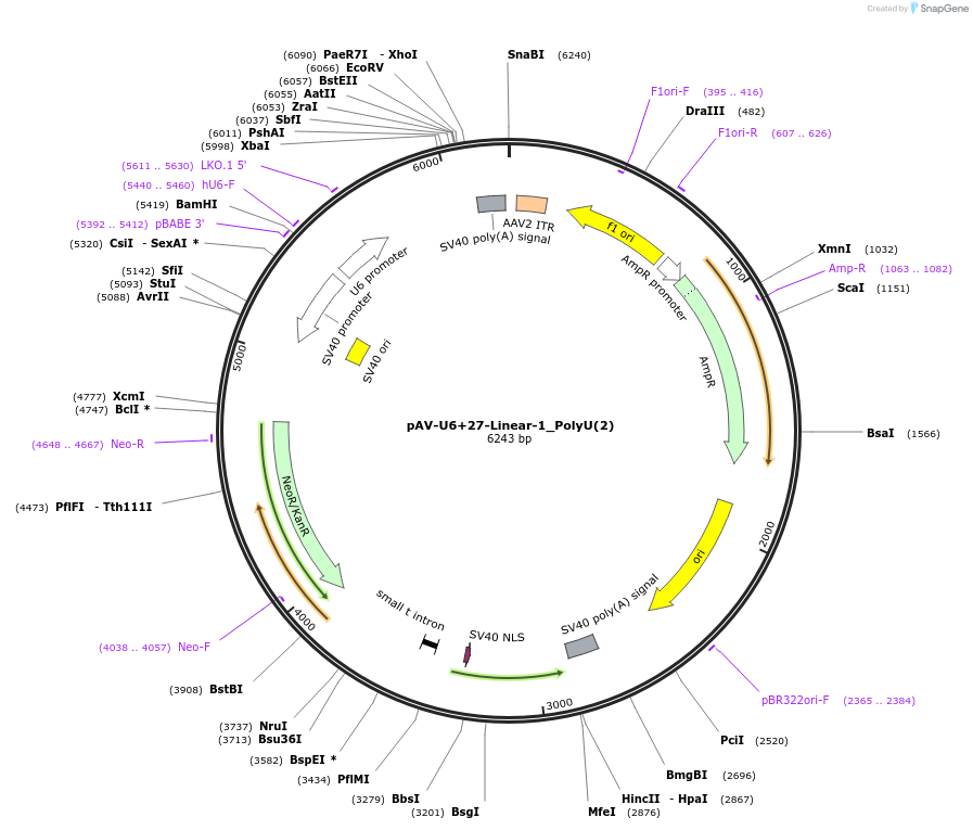 159480-plasmid-map-sequence-id-313478