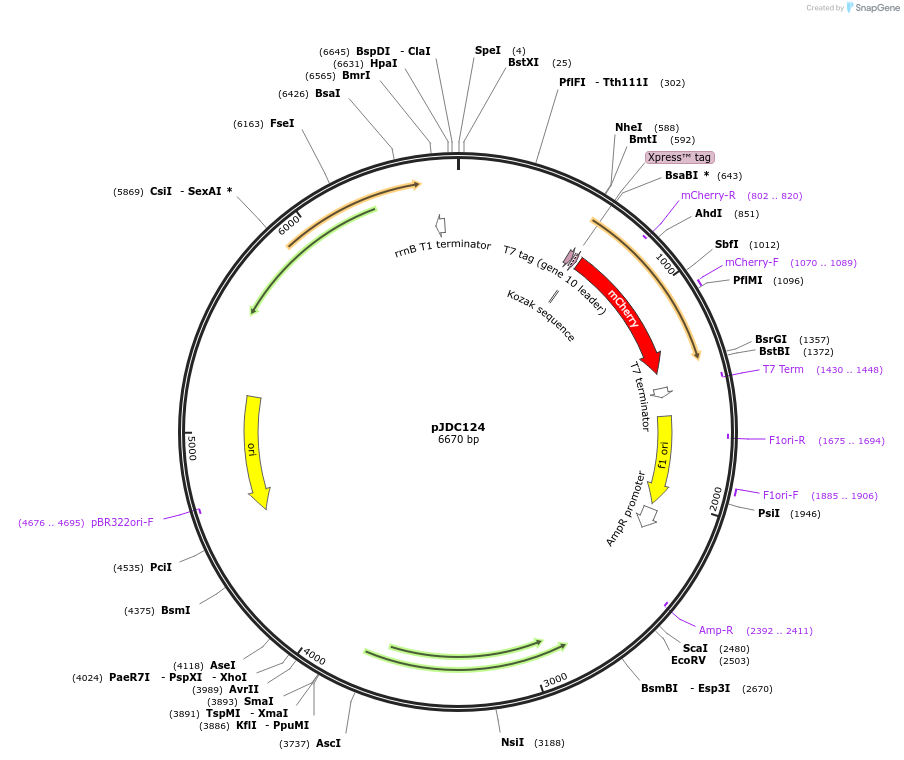 157877-plasmid-map-sequence-id-313490