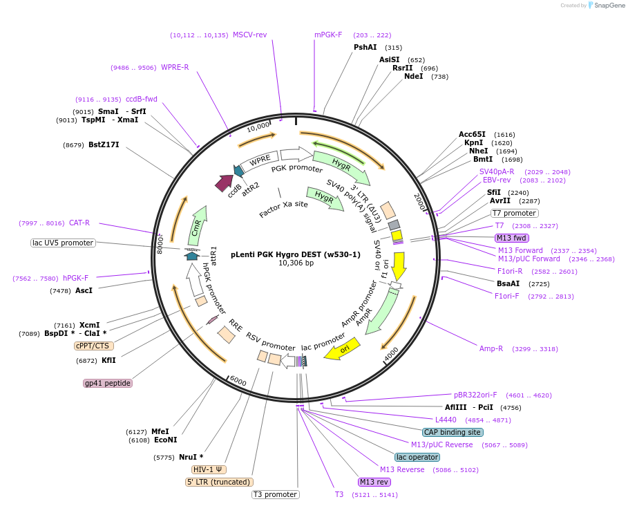 19066-plasmid-map-sequence-id-313499