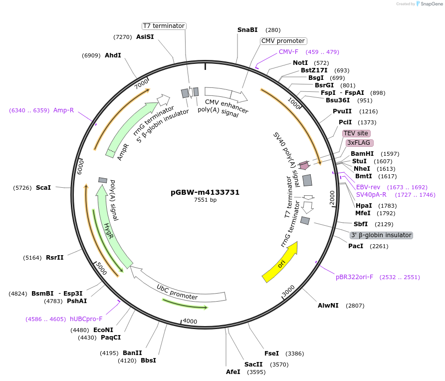 152742-plasmid-map-sequence-id-313507