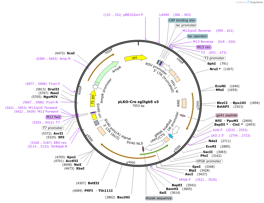 158038-plasmid-map-sequence-id-313510
