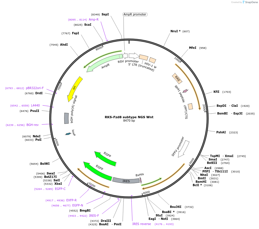 159627-plasmid-map-sequence-id-313516