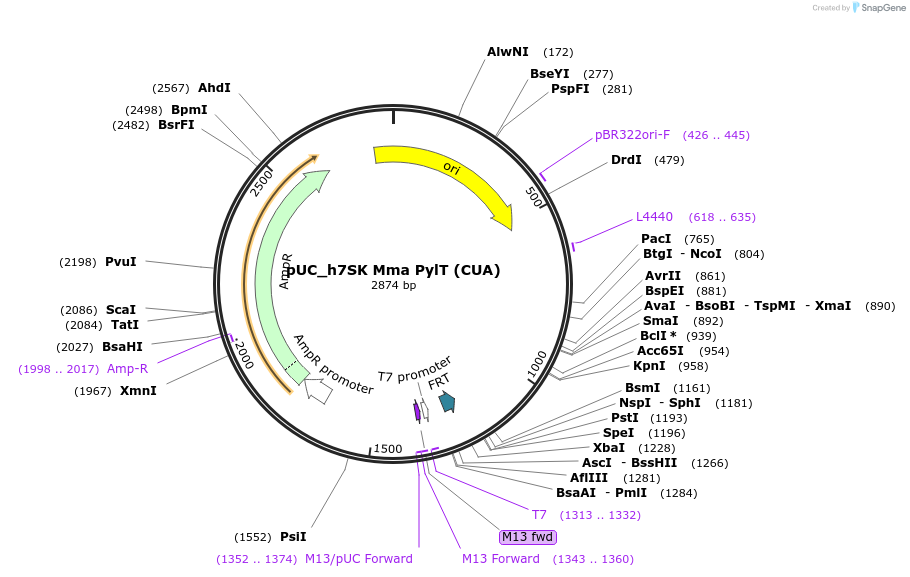 154782-plasmid-map-sequence-id-313521