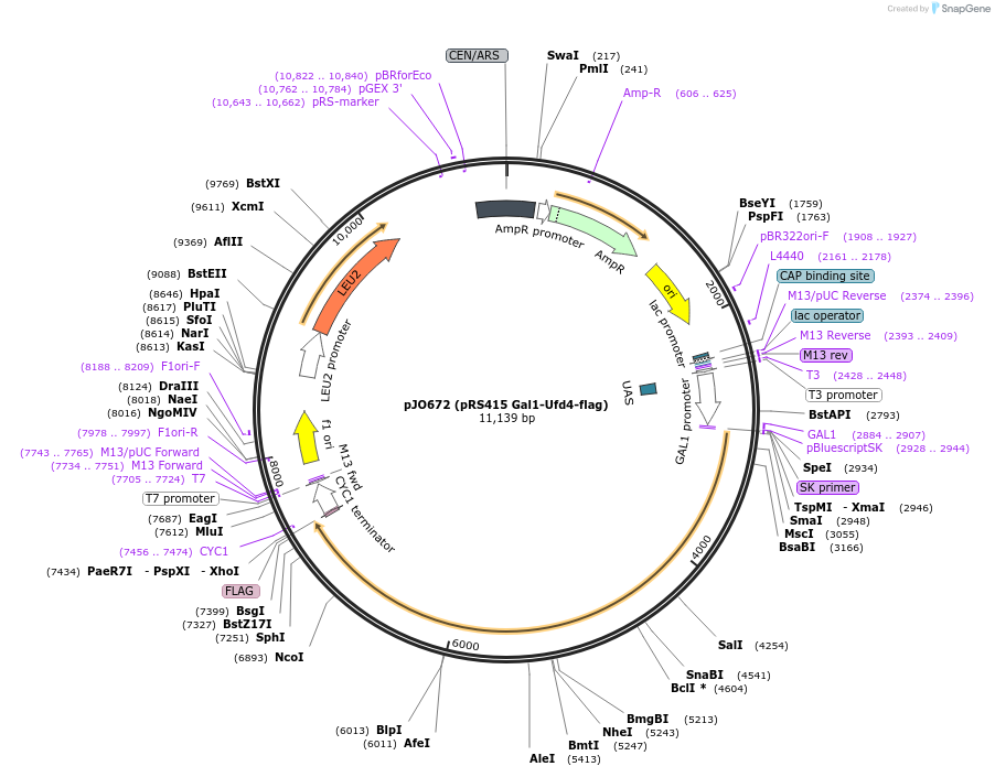 159590-plasmid-map-sequence-id-313522