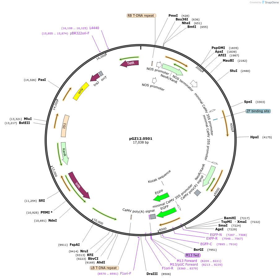 141164-plasmid-map-sequence-id-313537