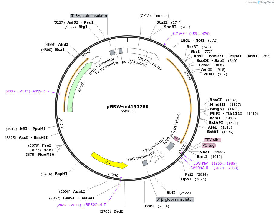 152958-plasmid-map-sequence-id-313542
