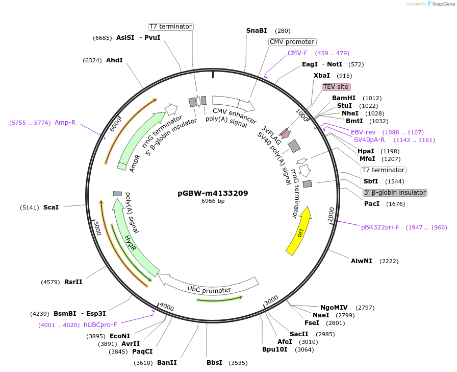 152401-plasmid-map-sequence-id-313543