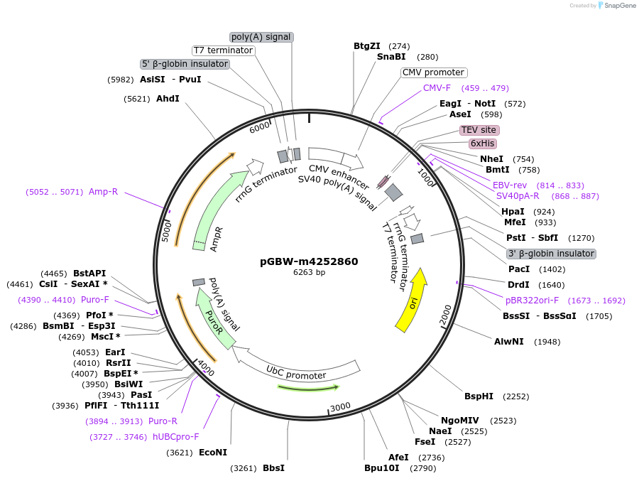 153783-plasmid-map-sequence-id-313567