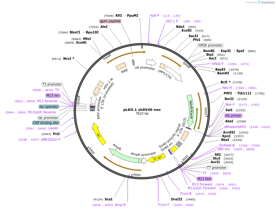 158646-plasmid-map-sequence-id-313578