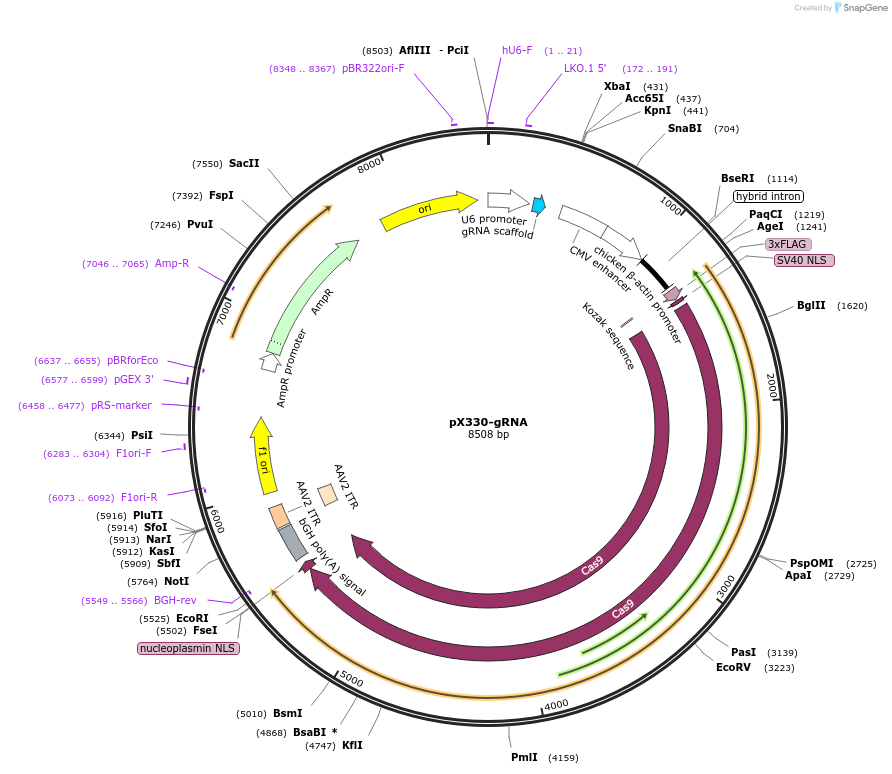 158973-plasmid-map-sequence-id-313589