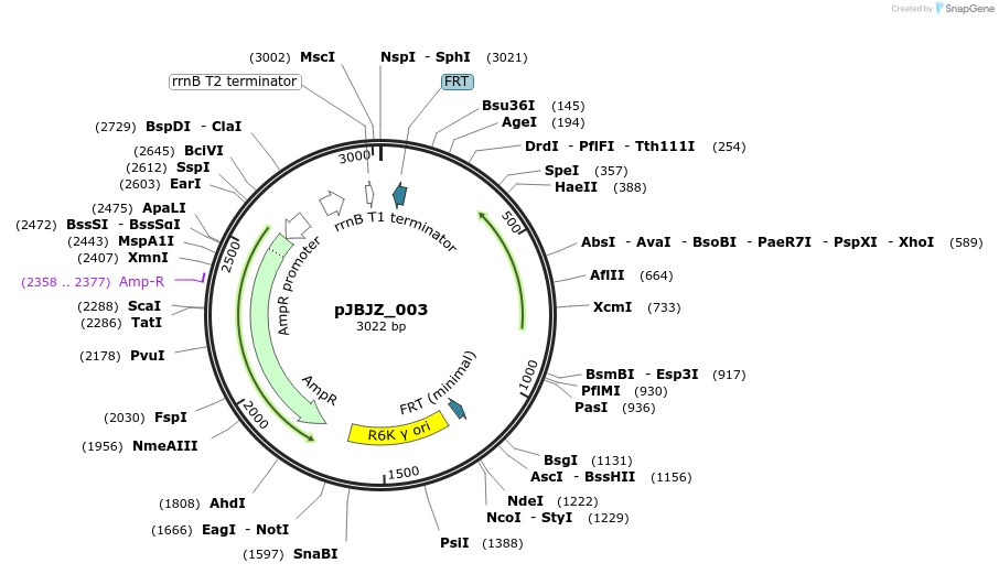 155358-plasmid-map-sequence-id-313591