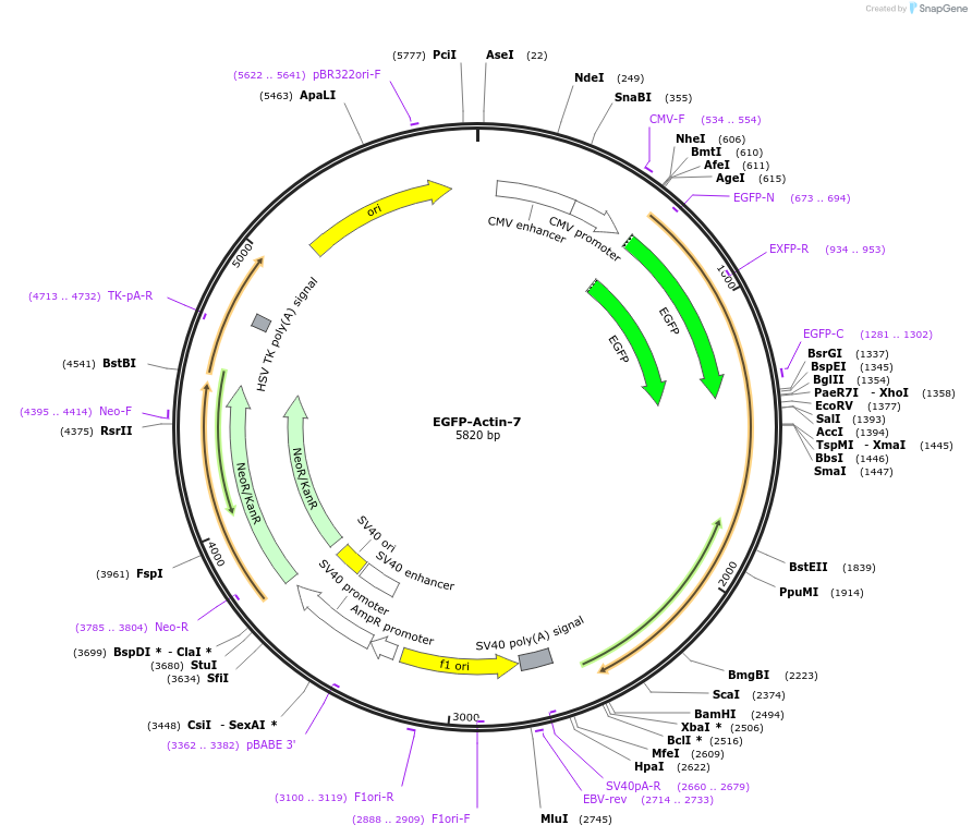 56421-plasmid-map-sequence-id-313629