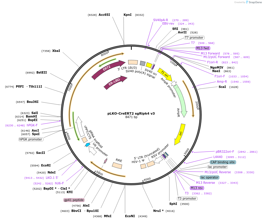 158048-plasmid-map-sequence-id-313640