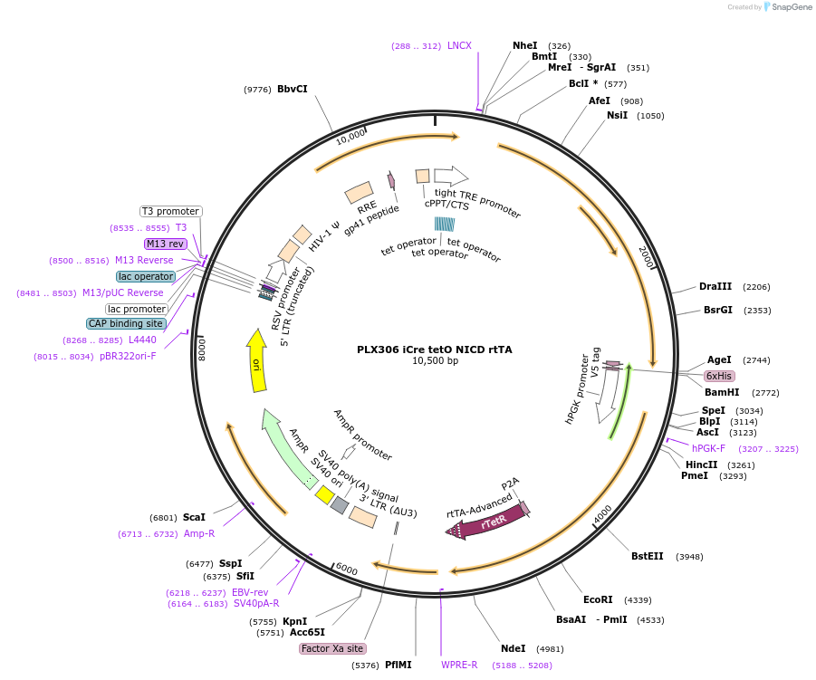 158049-plasmid-map-sequence-id-313641