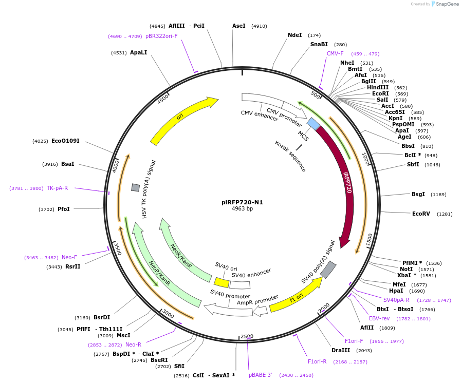 45461-plasmid-map-sequence-id-313644
