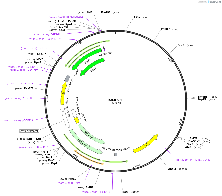 55759-plasmid-map-sequence-id-313654