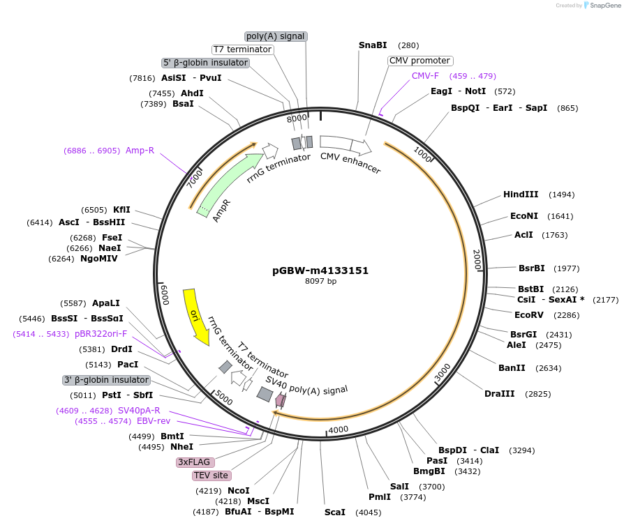 153581-plasmid-map-sequence-id-313661