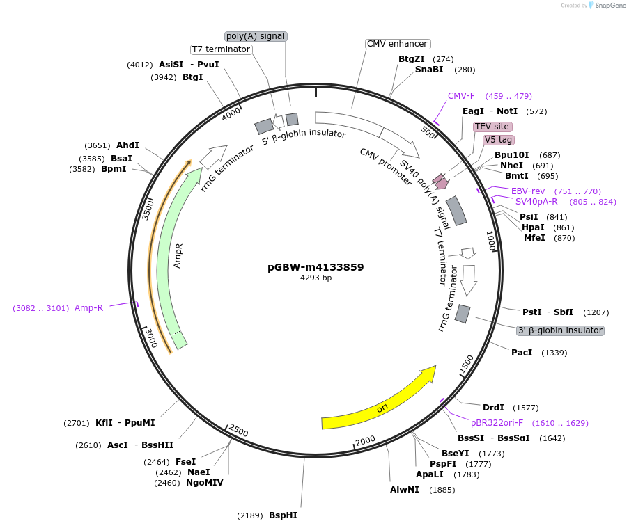 153624-plasmid-map-sequence-id-313665