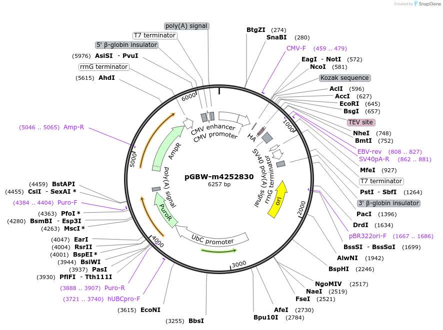 153658-plasmid-map-sequence-id-313666