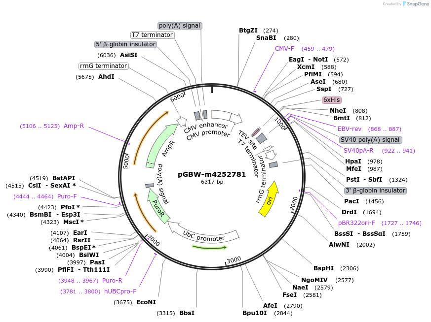 153709-plasmid-map-sequence-id-313667