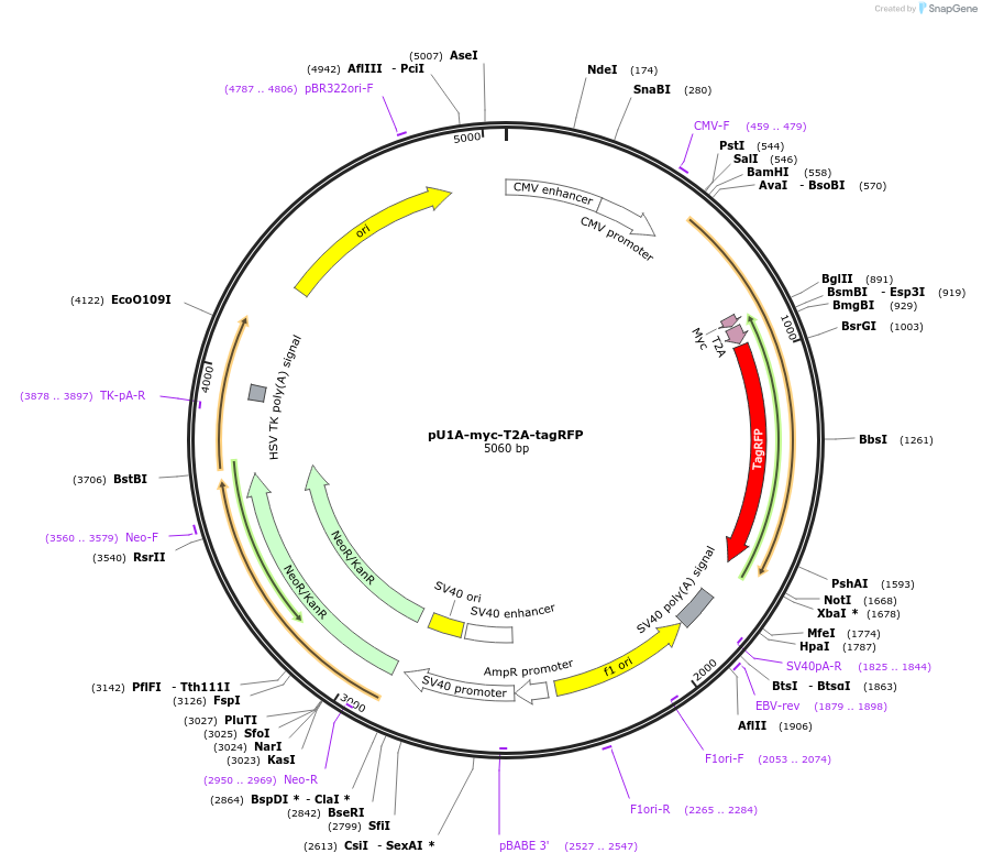140269-plasmid-map-sequence-id-313673