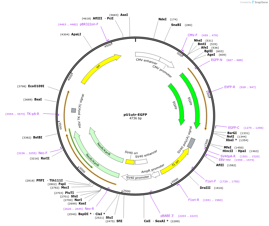 140268-plasmid-map-sequence-id-313677