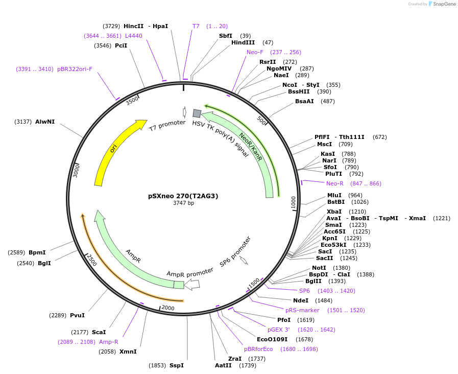 12403-plasmid-map-sequence-id-313738