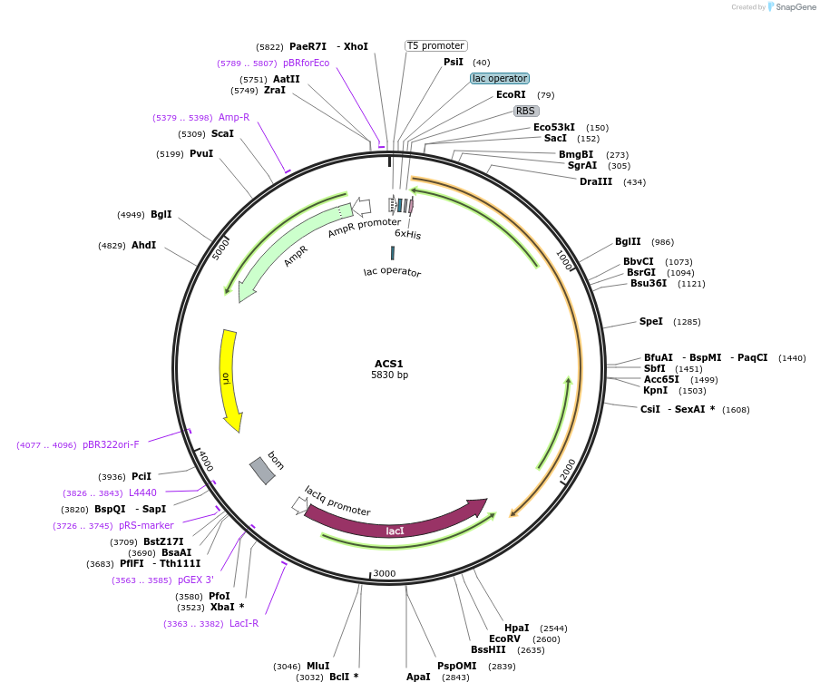 13746-plasmid-map-sequence-id-313742