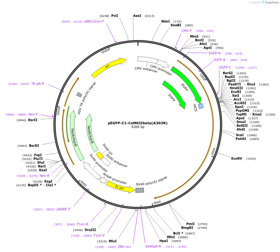 21224-plasmid-map-sequence-id-313747