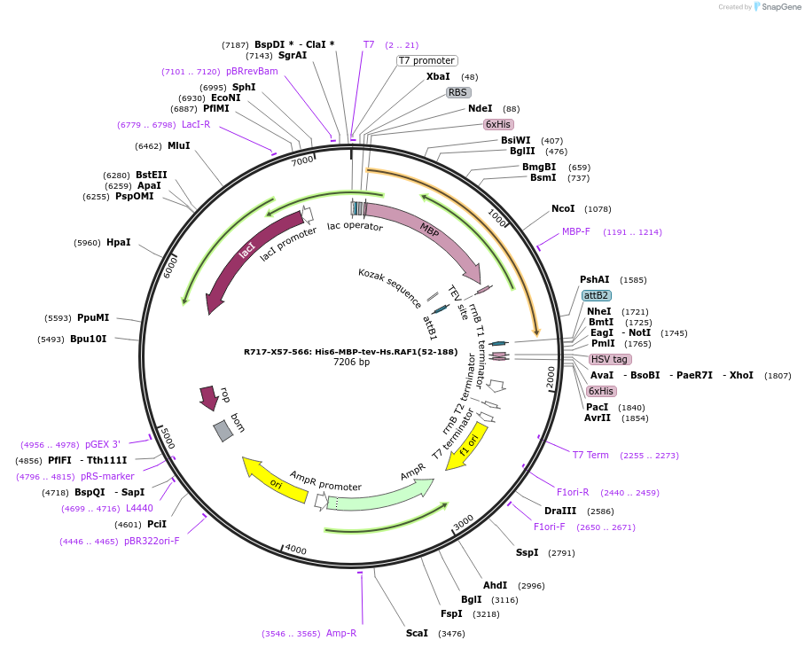159697-plasmid-map-sequence-id-313754