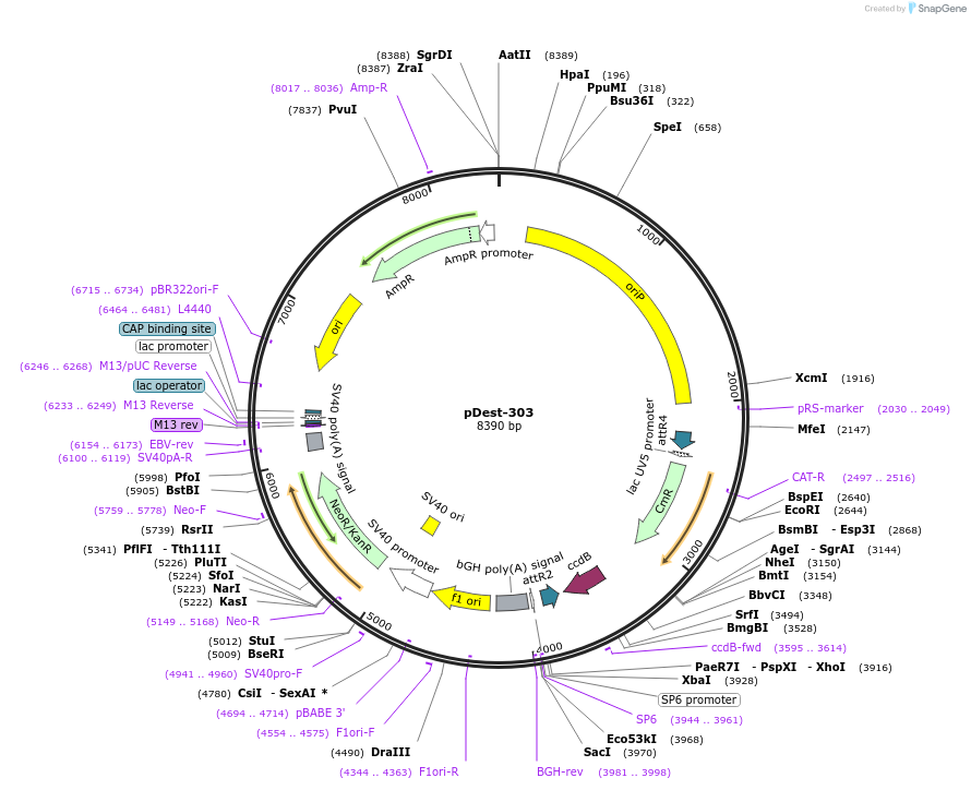 159678-plasmid-map-sequence-id-313768