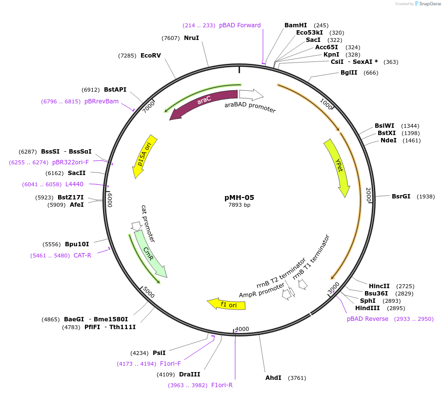 158435-plasmid-map-sequence-id-313772