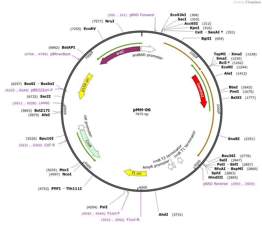 158434-plasmid-map-sequence-id-313773