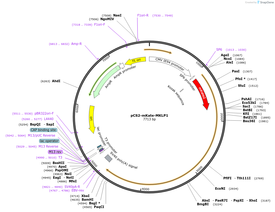 140570-plasmid-map-sequence-id-313783
