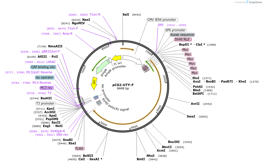 17439-plasmid-map-sequence-id-313795