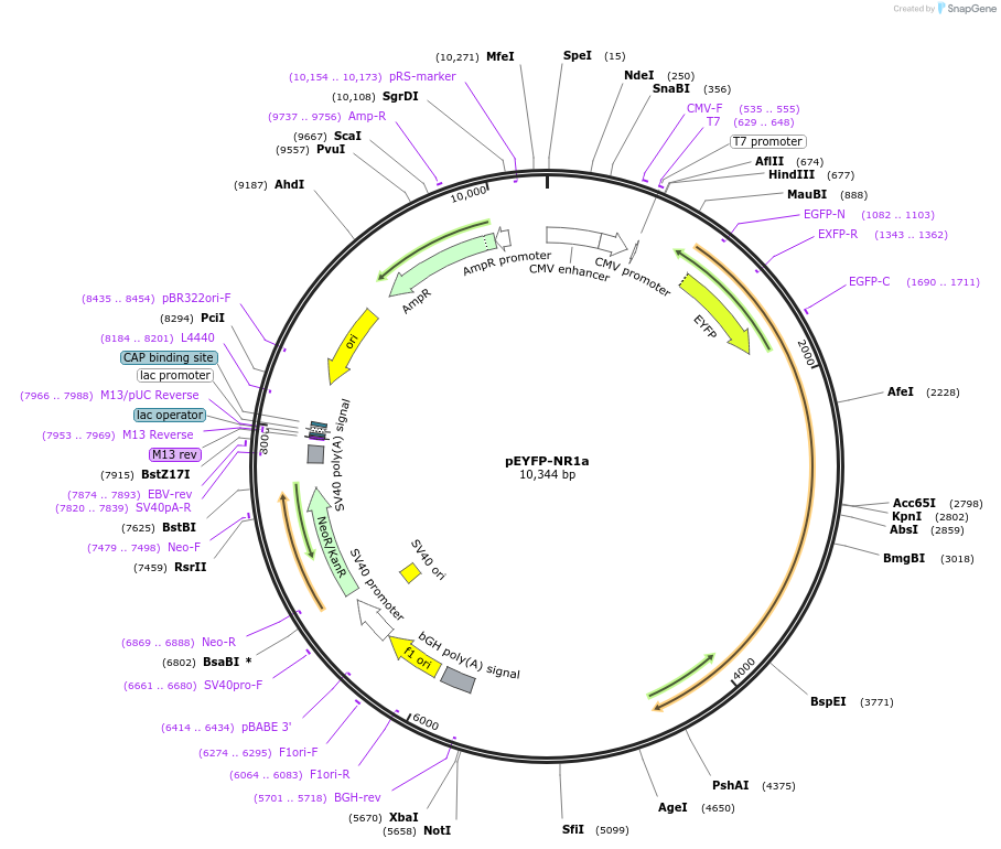 17928-plasmid-map-sequence-id-313796