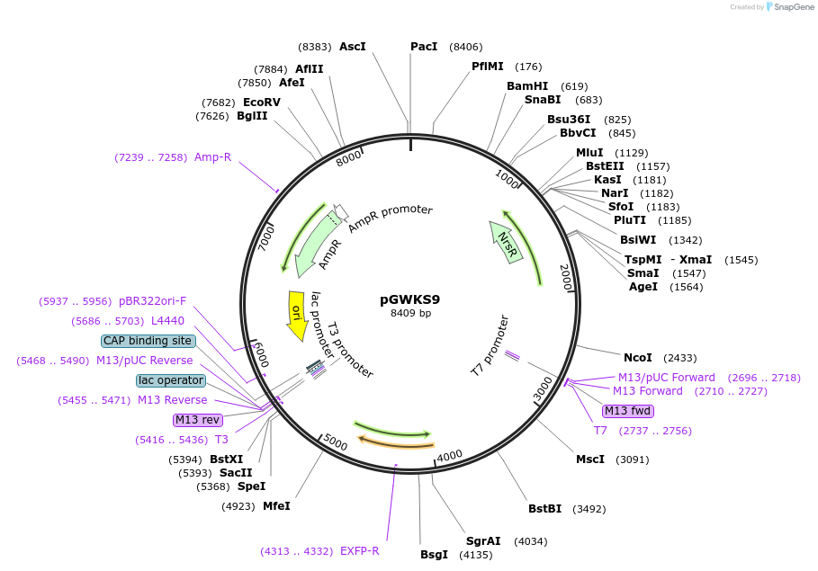 139416-plasmid-map-sequence-id-313809