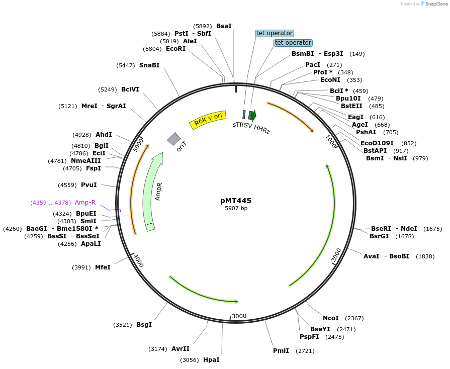 139386-plasmid-map-sequence-id-313827
